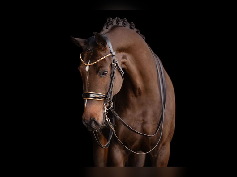 Cheval de sport allemand Jument 9 Ans 169 cm Bai brun in Wehringen