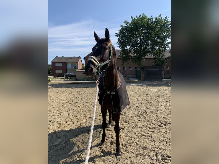 Cheval de sport allemand Jument 9 Ans 169 cm Bai brun in Rommerskirchen