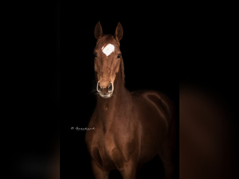 Cheval de sport allemand Jument 9 Ans 170 cm Alezan in Beeskow