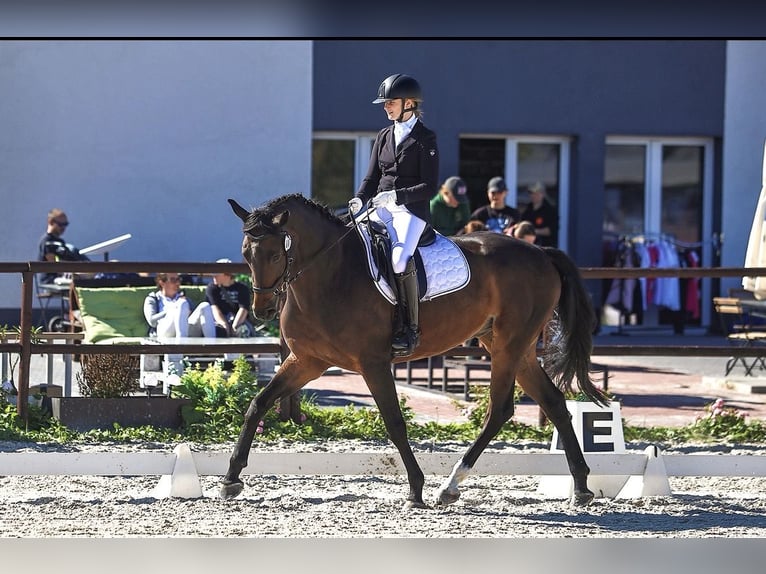 Cheval de sport allemand Jument 9 Ans 170 cm Bai brun in Wólka