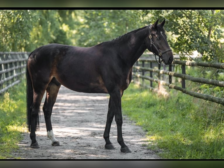 Cheval de sport allemand Jument 9 Ans 170 cm Bai brun in Wólka