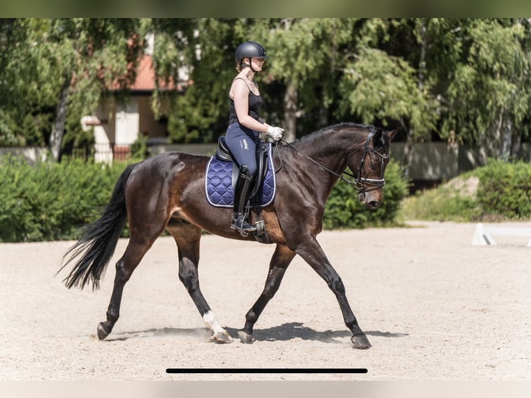 Cheval de sport allemand Jument 9 Ans 170 cm Bai brun in Wólka