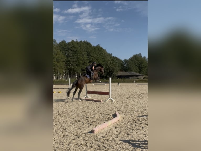 Cheval de sport allemand Jument 9 Ans 170 cm Bai brun in Wólka