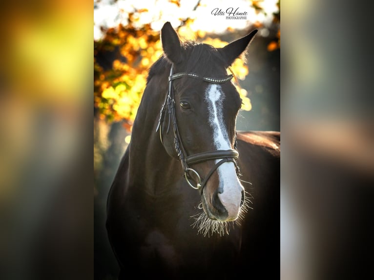 Cheval de sport allemand Jument 9 Ans 170 cm Bai brun in Fulpmes