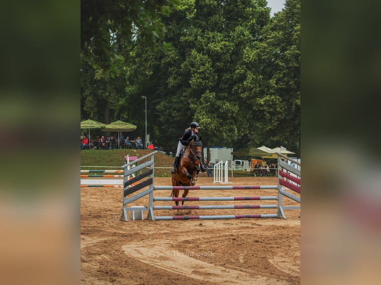 Cheval de sport allemand Jument 9 Ans 170 cm in Bahretal