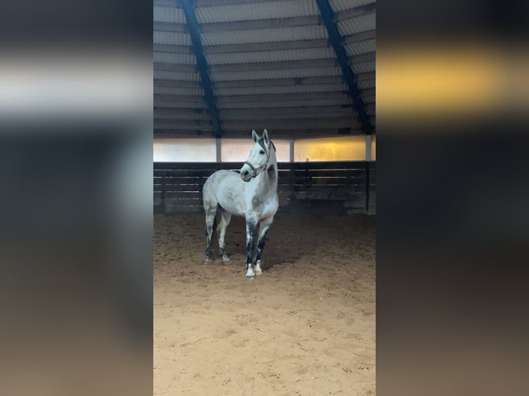 Cheval de sport allemand Jument 9 Ans 170 cm Gris in Zweibrücken Cheval de sport allemand Jument 9 Ans 170 cm Gris in Zweibrücken