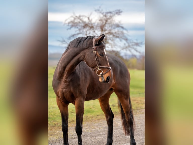 Cheval de sport allemand Jument 9 Ans 172 cm Bai brun in Ettiswil