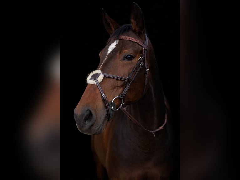 Cheval de sport allemand Jument 9 Ans 172 cm Bai brun in Ettiswil