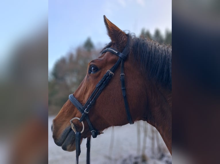 Cheval de sport allemand Jument 9 Ans 172 cm Bai in Rosengarten