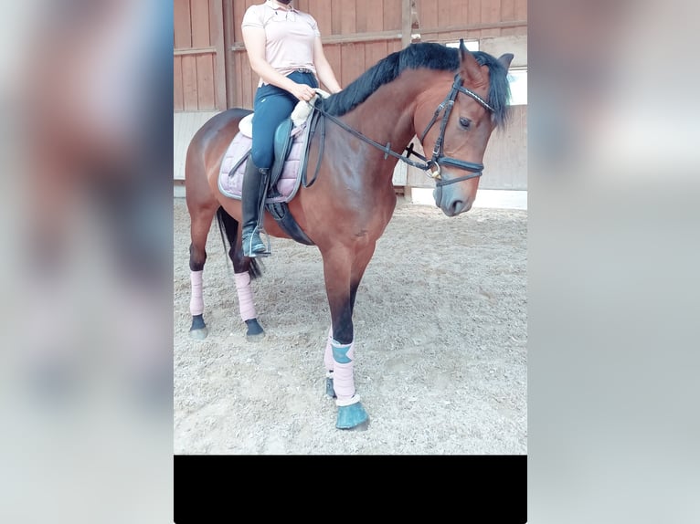 Cheval de sport allemand Jument 9 Ans 172 cm Bai in Billigheim