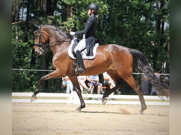 Cheval de sport allemand Jument 9 Ans 173 cm Bai in Moritzburg