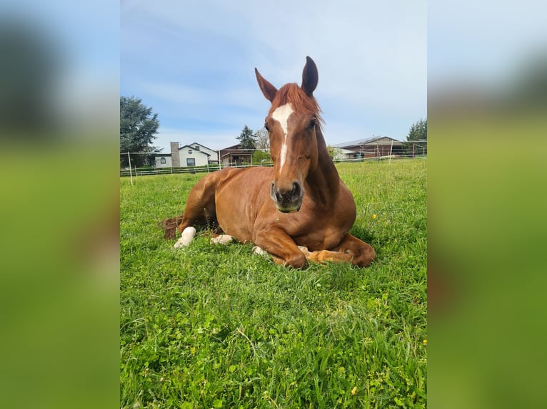 Cheval de sport allemand Jument 9 Ans 174 cm Alezan in Heilbronn