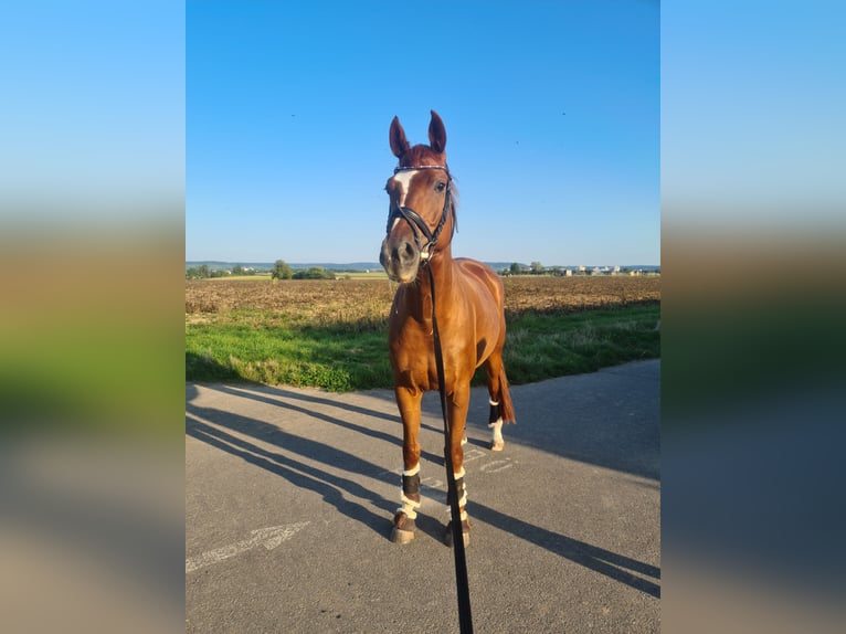 Cheval de sport allemand Jument 9 Ans 174 cm Alezan in Heilbronn