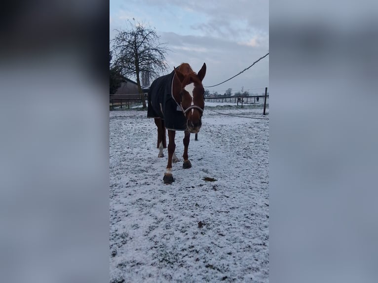 Cheval de sport allemand Jument 9 Ans 174 cm Alezan in Heilbronn