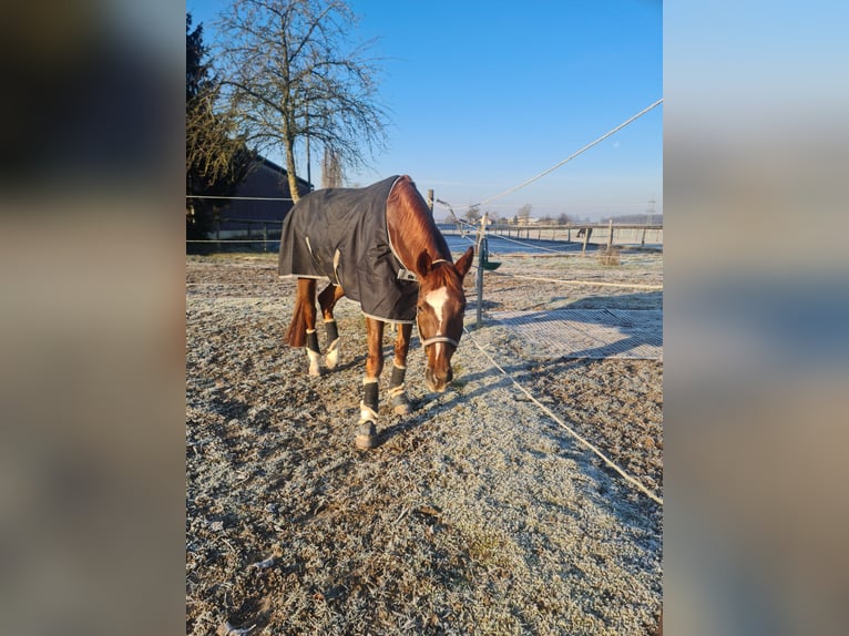 Cheval de sport allemand Jument 9 Ans 174 cm Alezan in Heilbronn