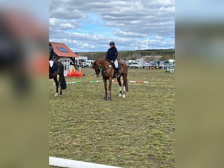 Cheval de sport allemand Jument 9 Ans 175 cm Alezan brûlé in Kloster Lehnin