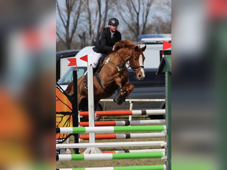 Cheval de sport allemand Jument 9 Ans 175 cm Alezan brûlé in Kloster Lehnin