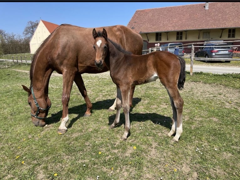 Cheval de sport allemand Jument 9 Ans 175 cm Alezan brûlé in Bad Griesbach im Rottal
