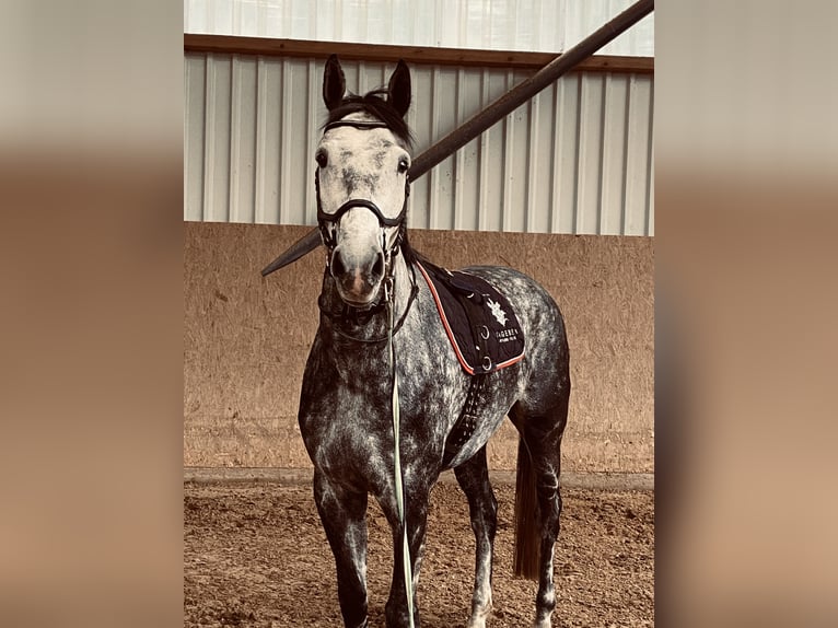 Cheval de sport allemand Jument 9 Ans 176 cm Gris pommelé in Karstädt