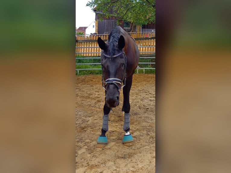 Cheval de sport allemand Jument 9 Ans 177 cm Noir in Gebenbach