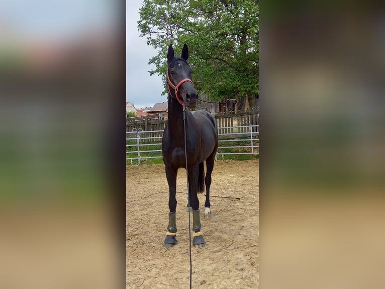Cheval de sport allemand Jument 9 Ans 177 cm Noir in Gebenbach
