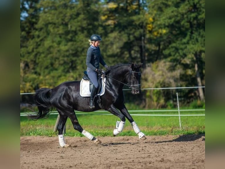 Cheval de sport allemand Jument 9 Ans 183 cm Noir in Sch&#xF6;nwalde-Glien