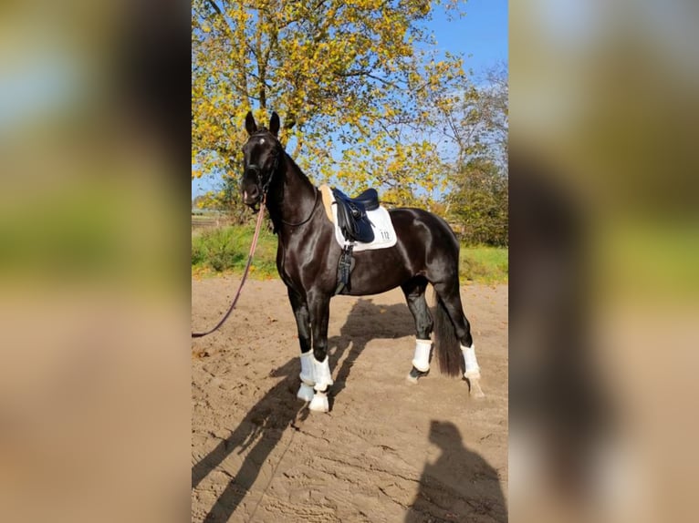 Cheval de sport allemand Jument 9 Ans 183 cm Noir in Sch&#xF6;nwalde-Glien