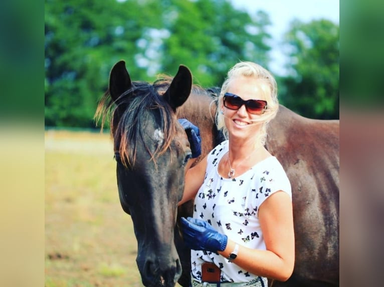 Cheval de sport allemand Jument 9 Ans 183 cm Noir in Sch&#xF6;nwalde-Glien