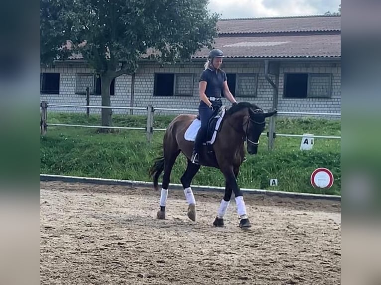 Cheval de sport allemand Jument 9 Ans 183 cm Noir in Sch&#xF6;nwalde-Glien