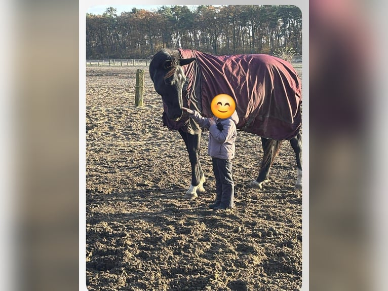 Cheval de sport allemand Jument 9 Ans 183 cm Noir in Sch&#xF6;nwalde-Glien