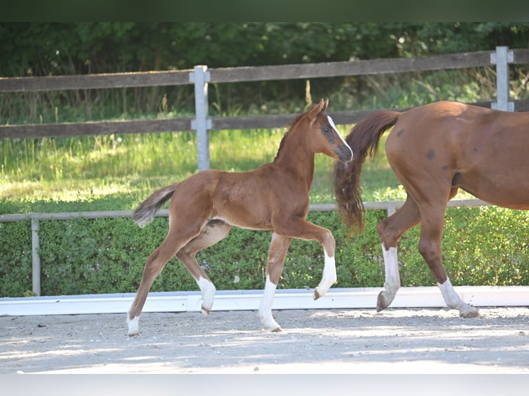 Cheval de sport allemand Jument Poulain (04/2025) 165 cm Alezan brûlé in Vielbaum