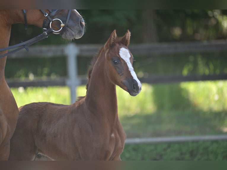 Cheval de sport allemand Jument Poulain (04/2025) 165 cm Alezan brûlé in Vielbaum