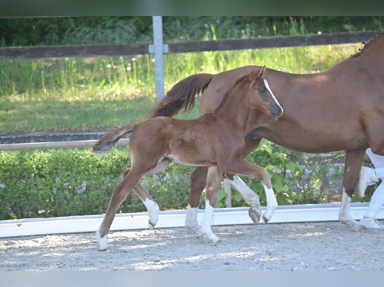 Cheval de sport allemand Jument Poulain (04/2025) 165 cm Alezan brûlé in Vielbaum