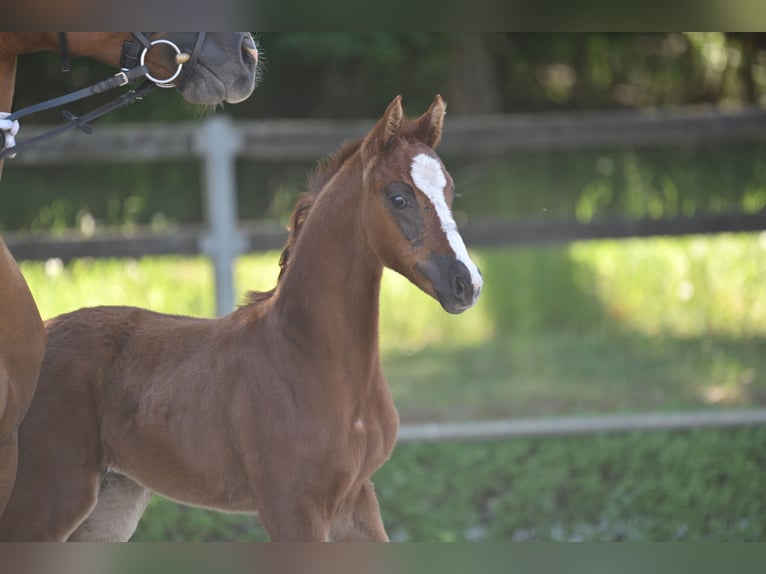 Cheval de sport allemand Jument Poulain (04/2025) 165 cm Alezan brûlé in Vielbaum