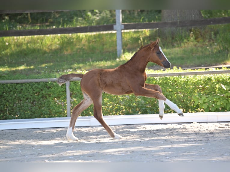 Cheval de sport allemand Jument Poulain (04/2025) 165 cm Alezan brûlé in Vielbaum