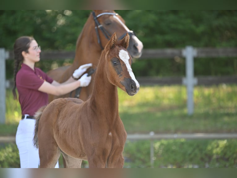 Cheval de sport allemand Jument Poulain (04/2025) 165 cm Alezan brûlé in Vielbaum