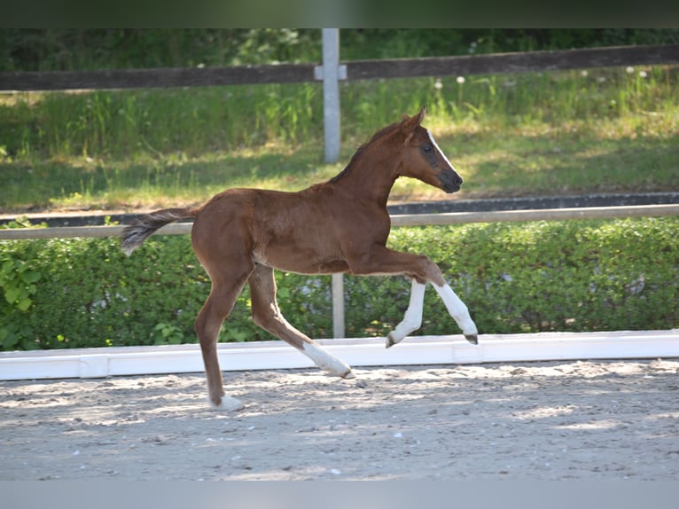 Cheval de sport allemand Jument Poulain (04/2025) 165 cm Alezan brûlé in Vielbaum