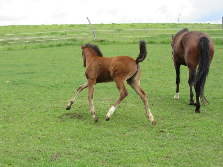 Cheval de sport allemand Jument Poulain (03/2026) 166 cm Bai in Querfurt