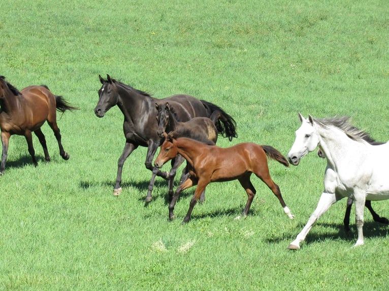 Cheval de sport allemand Jument Poulain (03/2026) 166 cm Bai in Querfurt