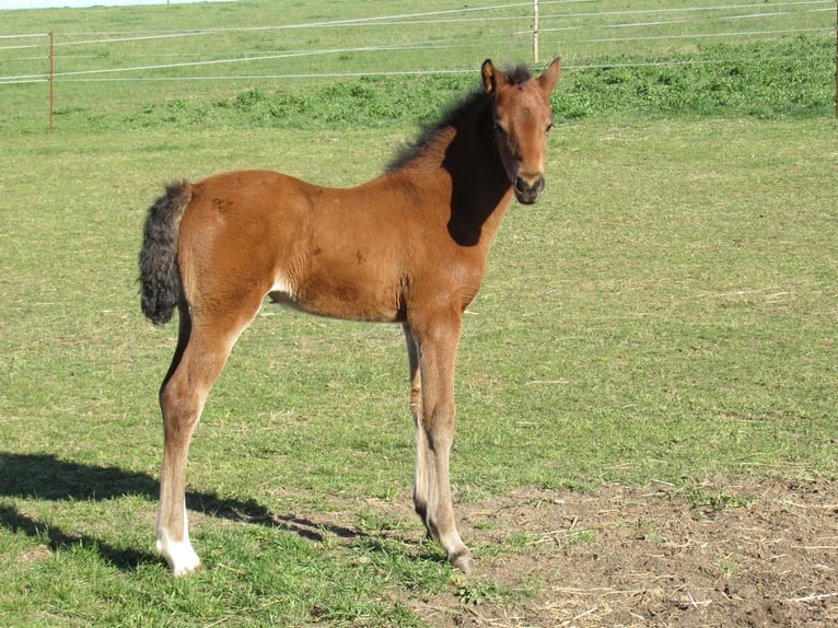 Cheval de sport allemand Jument Poulain (03/2026) 166 cm Bai in Querfurt