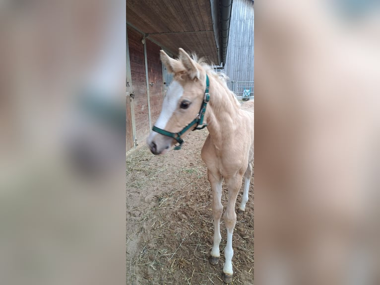 Cheval de sport allemand Jument  166 cm Palomino in Daiting