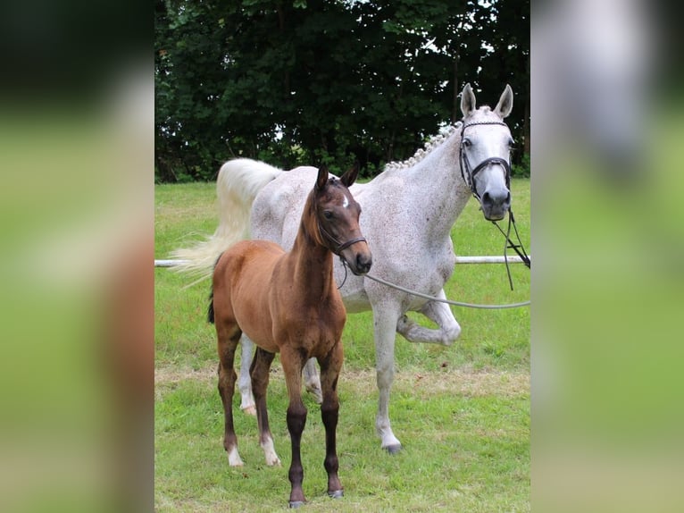 Cheval de sport allemand Jument Poulain (04/2024) 167 cm Peut devenir gris in Bismark (Altmark)