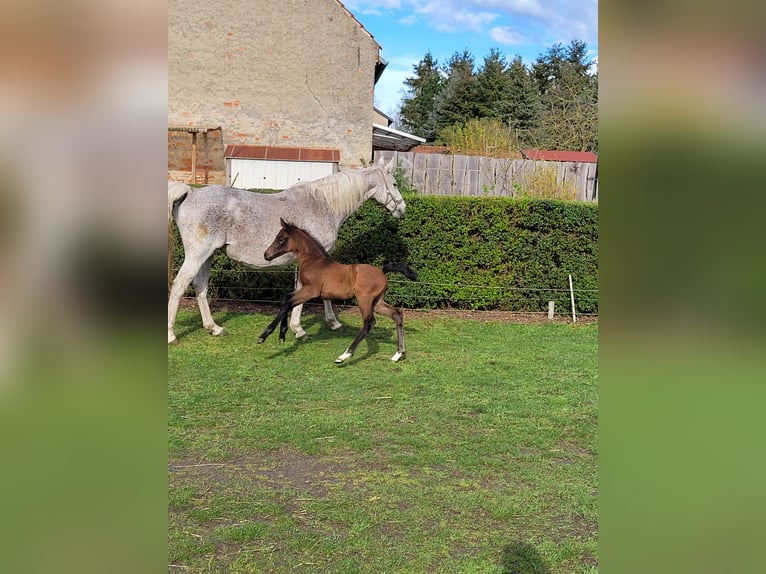 Cheval de sport allemand Jument Poulain (04/2024) 167 cm Peut devenir gris in Bismark (Altmark)