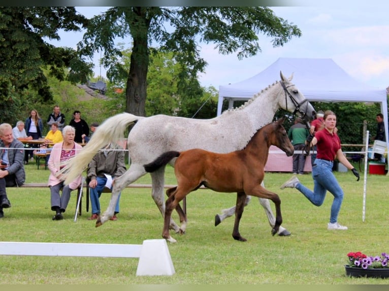 Cheval de sport allemand Jument Poulain (04/2024) 167 cm Peut devenir gris in Bismark (Altmark)