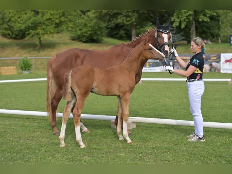 Cheval de sport allemand Jument Poulain (05/2025) 168 cm Alezan in Stiefenhofen