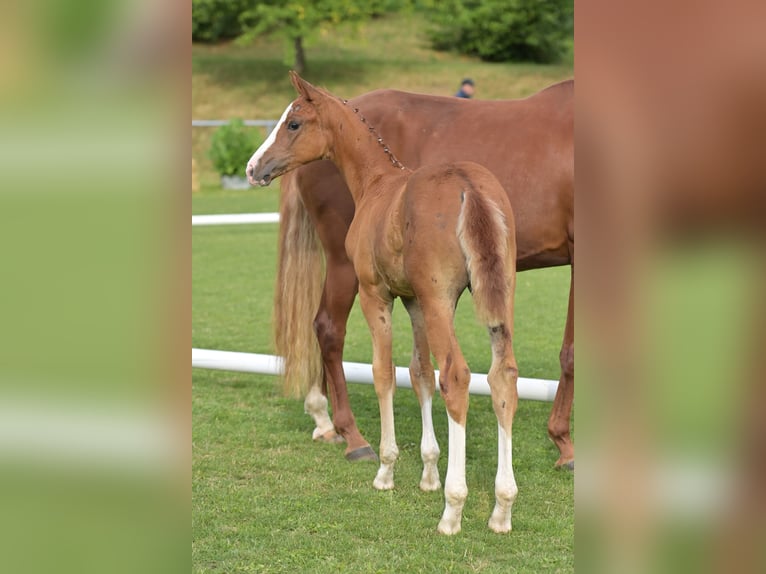 Cheval de sport allemand Jument Poulain (05/2025) 168 cm Alezan in Stiefenhofen