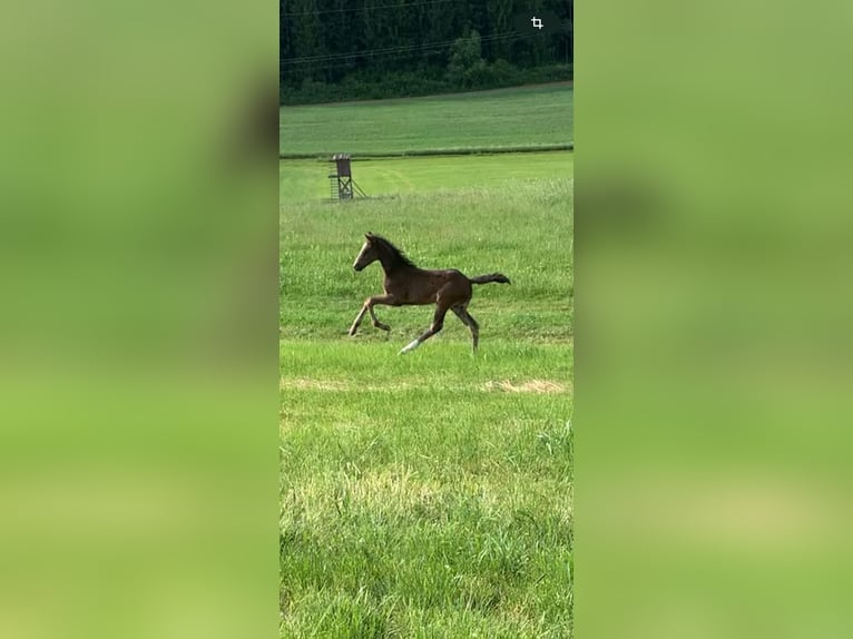 Cheval de sport allemand Jument  168 cm Bai brun foncé in Brigachtal