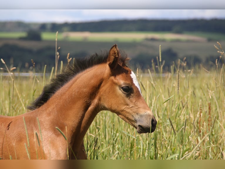 Cheval de sport allemand Jument Poulain (06/2024) 168 cm Bai in Zweibrücken