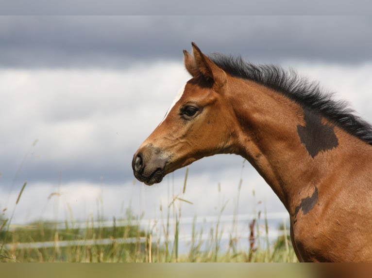 Cheval de sport allemand Jument Poulain (06/2024) 168 cm Bai in Zweibrücken