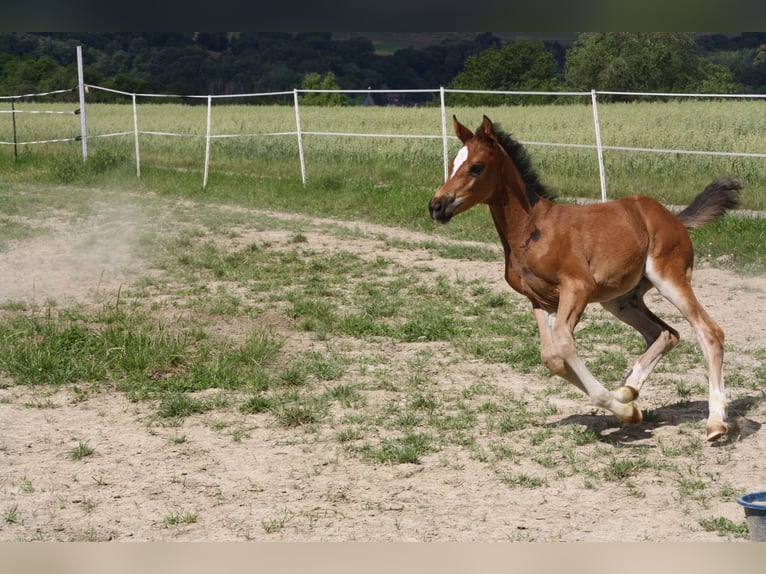 Cheval de sport allemand Jument Poulain (06/2024) 168 cm Bai in Zweibrücken